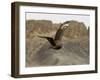 South Polar Skua (Stercorarius Maccormicki), Telephone Bay, Deception Island, Antarctica-Sergio Pitamitz-Framed Photographic Print