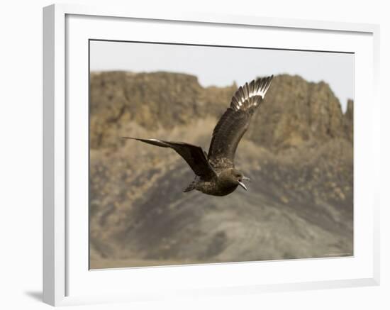 South Polar Skua (Stercorarius Maccormicki), Telephone Bay, Deception Island, Antarctica-Sergio Pitamitz-Framed Photographic Print