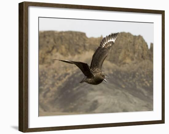 South Polar Skua (Stercorarius Maccormicki), Telephone Bay, Deception Island, Antarctica-Sergio Pitamitz-Framed Photographic Print