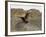 South Polar Skua (Stercorarius Maccormicki), Telephone Bay, Deception Island, Antarctica-Sergio Pitamitz-Framed Photographic Print