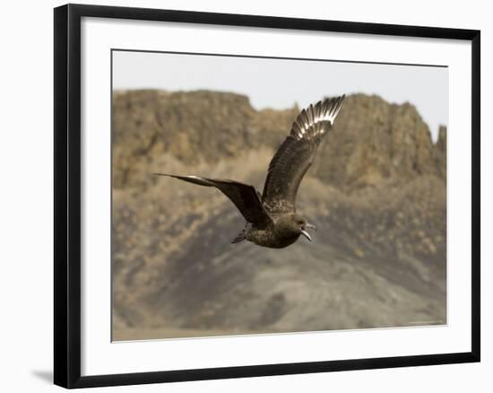 South Polar Skua (Stercorarius Maccormicki), Telephone Bay, Deception Island, Antarctica-Sergio Pitamitz-Framed Photographic Print