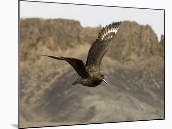 South Polar Skua (Stercorarius Maccormicki), Telephone Bay, Deception Island, Antarctica-Sergio Pitamitz-Mounted Photographic Print