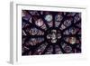 South Rose Window of Notre Dame Cathedral, Paris, Ile-De-France, France-null-Framed Giclee Print