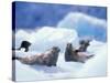 South Sawyer Glacier Harbor Seals on Icebergs, Tracy Arm, Inside Passage, Alaska, USA-Paul Souders-Stretched Canvas