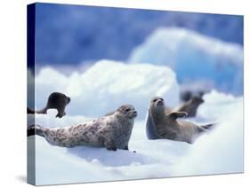 South Sawyer Glacier Harbor Seals on Icebergs, Tracy Arm, Inside Passage, Alaska, USA-Paul Souders-Stretched Canvas