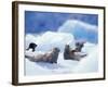 South Sawyer Glacier Harbor Seals on Icebergs, Tracy Arm, Inside Passage, Alaska, USA-Paul Souders-Framed Photographic Print