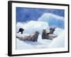 South Sawyer Glacier Harbor Seals on Icebergs, Tracy Arm, Inside Passage, Alaska, USA-Paul Souders-Framed Photographic Print