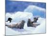 South Sawyer Glacier Harbor Seals on Icebergs, Tracy Arm, Inside Passage, Alaska, USA-Paul Souders-Mounted Photographic Print