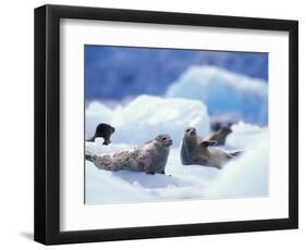 South Sawyer Glacier Harbor Seals on Icebergs, Tracy Arm, Inside Passage, Alaska, USA-Paul Souders-Framed Photographic Print