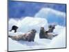 South Sawyer Glacier Harbor Seals on Icebergs, Tracy Arm, Inside Passage, Alaska, USA-Paul Souders-Mounted Photographic Print