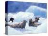 South Sawyer Glacier Harbor Seals on Icebergs, Tracy Arm, Inside Passage, Alaska, USA-Paul Souders-Stretched Canvas