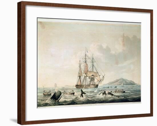 South Sea Whale Fishery, Engraved by T. Sutherland, 1825-William John Huggins-Framed Giclee Print