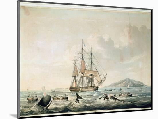 South Sea Whale Fishery, Engraved by T. Sutherland, 1825-William John Huggins-Mounted Giclee Print