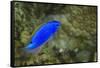 South Seas Devil Damselfish, Coral Reef, Koro Island, Fiji-Pete Oxford-Framed Stretched Canvas