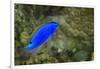 South Seas Devil Damselfish, Coral Reef, Koro Island, Fiji-Pete Oxford-Framed Photographic Print