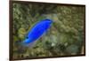 South Seas Devil Damselfish, Coral Reef, Koro Island, Fiji-Pete Oxford-Framed Photographic Print