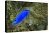 South Seas Devil Damselfish, Coral Reef, Koro Island, Fiji-Pete Oxford-Stretched Canvas