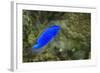 South Seas Devil Damselfish, Coral Reef, Koro Island, Fiji-Pete Oxford-Framed Photographic Print