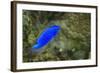 South Seas Devil Damselfish, Coral Reef, Koro Island, Fiji-Pete Oxford-Framed Photographic Print