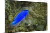 South Seas Devil Damselfish, Coral Reef, Koro Island, Fiji-Pete Oxford-Mounted Photographic Print