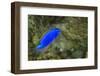 South Seas Devil Damselfish, Coral Reef, Koro Island, Fiji-Pete Oxford-Framed Photographic Print