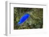 South Seas Devil Damselfish, Coral Reef, Koro Island, Fiji-Pete Oxford-Framed Photographic Print