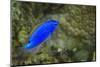 South Seas Devil Damselfish, Coral Reef, Koro Island, Fiji-Pete Oxford-Mounted Photographic Print