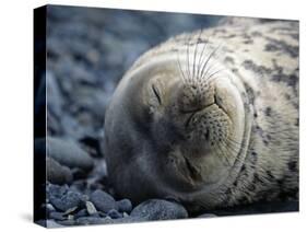 South Shetlands Islands, Half Moon Island, Weddell Seal, Antarctica-Allan White-Stretched Canvas