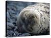 South Shetlands Islands, Half Moon Island, Weddell Seal, Antarctica-Allan White-Stretched Canvas