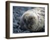 South Shetlands Islands, Half Moon Island, Weddell Seal, Antarctica-Allan White-Framed Photographic Print