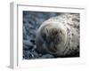 South Shetlands Islands, Half Moon Island, Weddell Seal, Antarctica-Allan White-Framed Photographic Print