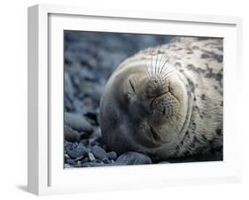 South Shetlands Islands, Half Moon Island, Weddell Seal, Antarctica-Allan White-Framed Photographic Print