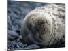 South Shetlands Islands, Half Moon Island, Weddell Seal, Antarctica-Allan White-Mounted Photographic Print