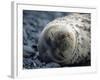 South Shetlands Islands, Half Moon Island, Weddell Seal, Antarctica-Allan White-Framed Photographic Print