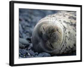 South Shetlands Islands, Half Moon Island, Weddell Seal, Antarctica-Allan White-Framed Photographic Print