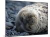 South Shetlands Islands, Half Moon Island, Weddell Seal, Antarctica-Allan White-Mounted Photographic Print