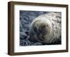 South Shetlands Islands, Half Moon Island, Weddell Seal, Antarctica-Allan White-Framed Photographic Print