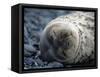 South Shetlands Islands, Half Moon Island, Weddell Seal, Antarctica-Allan White-Framed Stretched Canvas