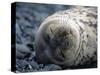 South Shetlands Islands, Half Moon Island, Weddell Seal, Antarctica-Allan White-Stretched Canvas