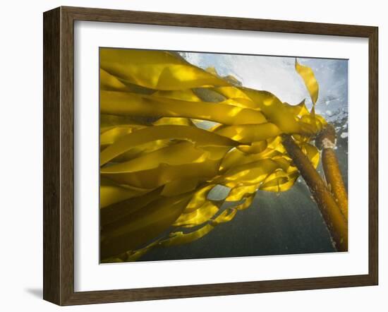 South Side of Ewing Island, San Juan Islands, Washington State, USA-Stuart Westmorland-Framed Photographic Print