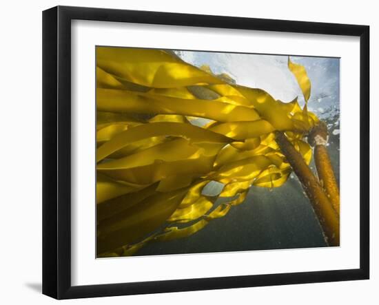 South Side of Ewing Island, San Juan Islands, Washington State, USA-Stuart Westmorland-Framed Photographic Print