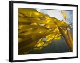 South Side of Ewing Island, San Juan Islands, Washington State, USA-Stuart Westmorland-Framed Photographic Print