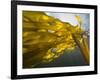 South Side of Ewing Island, San Juan Islands, Washington State, USA-Stuart Westmorland-Framed Photographic Print