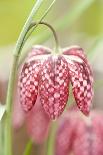 Spring Flower Close Up - Checkered Head of a Snake S Head (Fritillary Fritillaria Meleagris)-South West Images Scotland-Framed Stretched Canvas