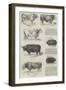 Southampton Meeting of the Royal Agricultural Society of England-null-Framed Giclee Print