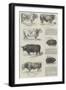 Southampton Meeting of the Royal Agricultural Society of England-null-Framed Giclee Print