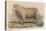 Southdown Sheep-null-Stretched Canvas
