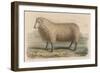 Southdown Sheep-null-Framed Art Print