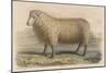 Southdown Sheep-null-Mounted Art Print