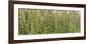 Southeast Alaskan Forest-Don Paulson-Framed Giclee Print